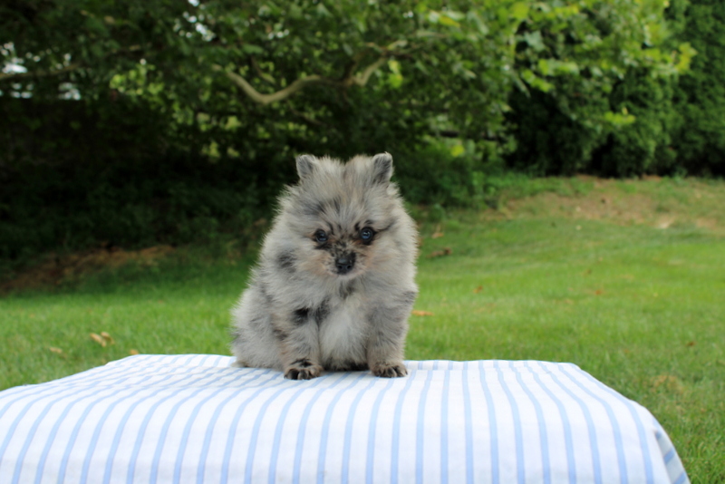 puppy, for, sale, Pomeranian, Matthew B. Stoltzfus, dog, breeder, Gap, PA, dog-breeder, puppy-for-sale, forsale, nearby, find, puppyfind, locator, puppylocator, aca